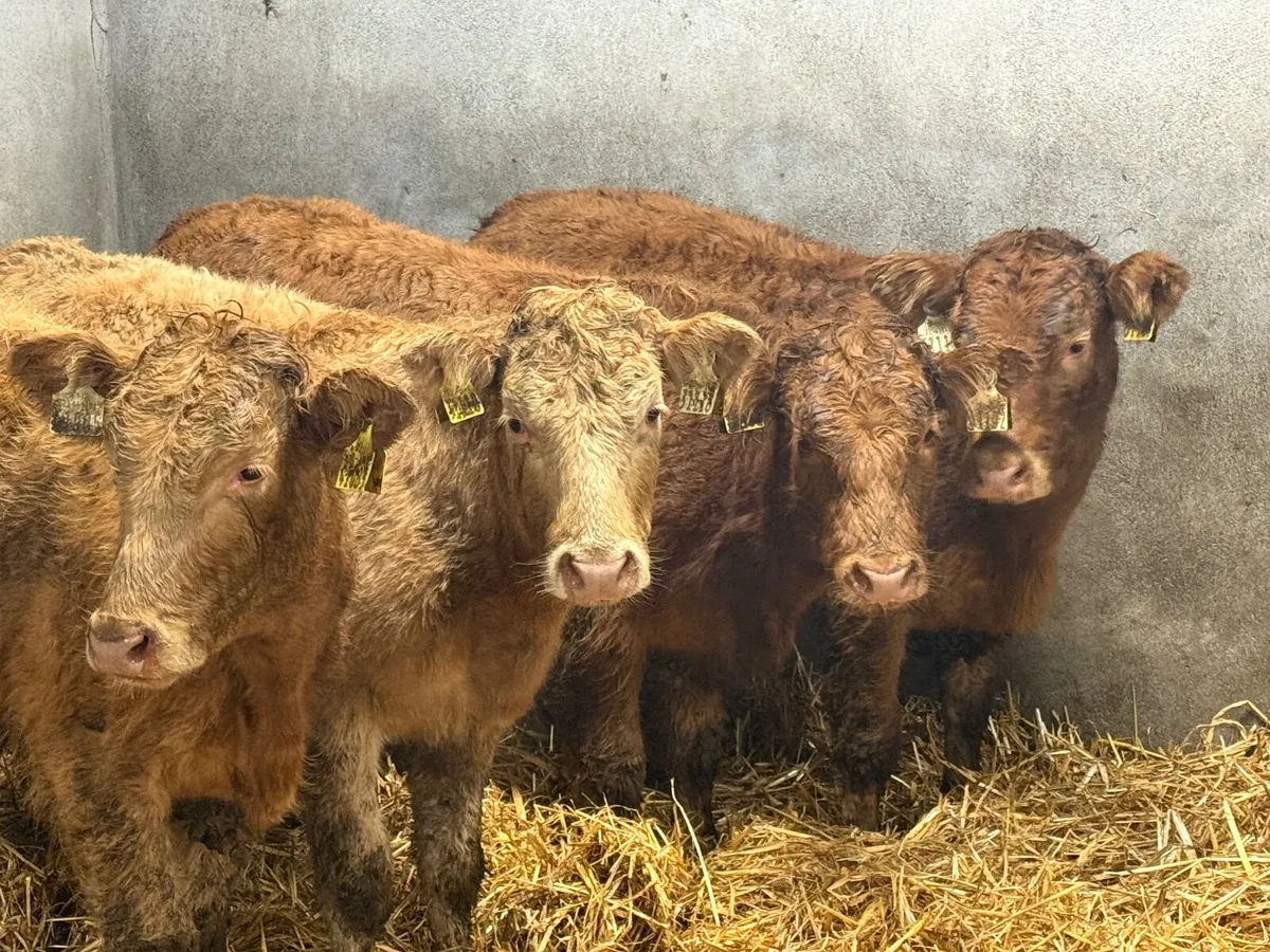 4 SUPER LIMOUSINE HEIFERS ( AI BRED) - Image 3