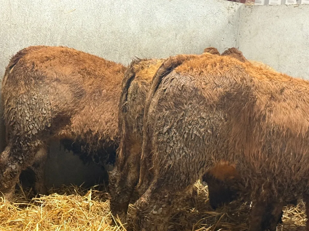 4 SUPER LIMOUSINE HEIFERS ( AI BRED) - Image 4