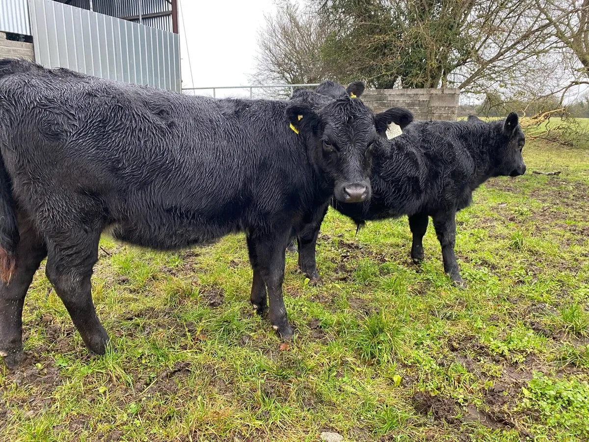3 angus weanlings - Image 1