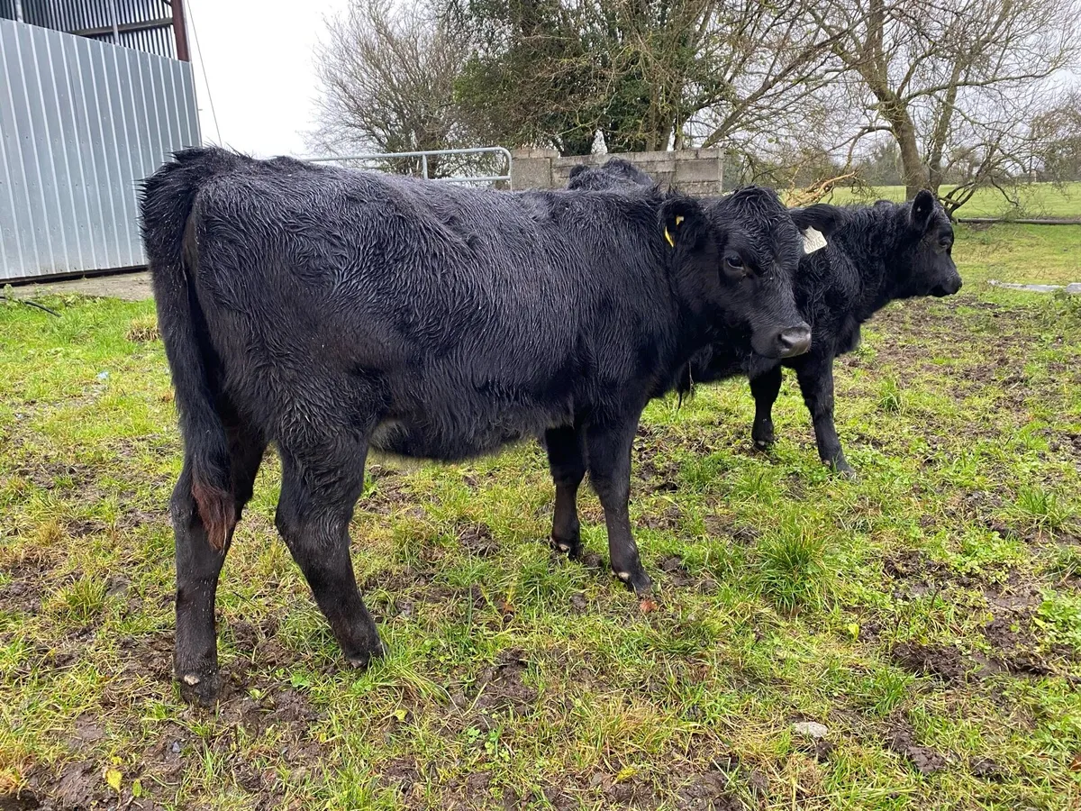 3 angus weanlings - Image 2