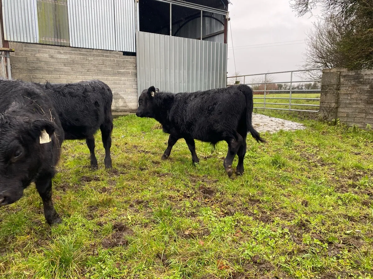 3 angus weanlings - Image 3