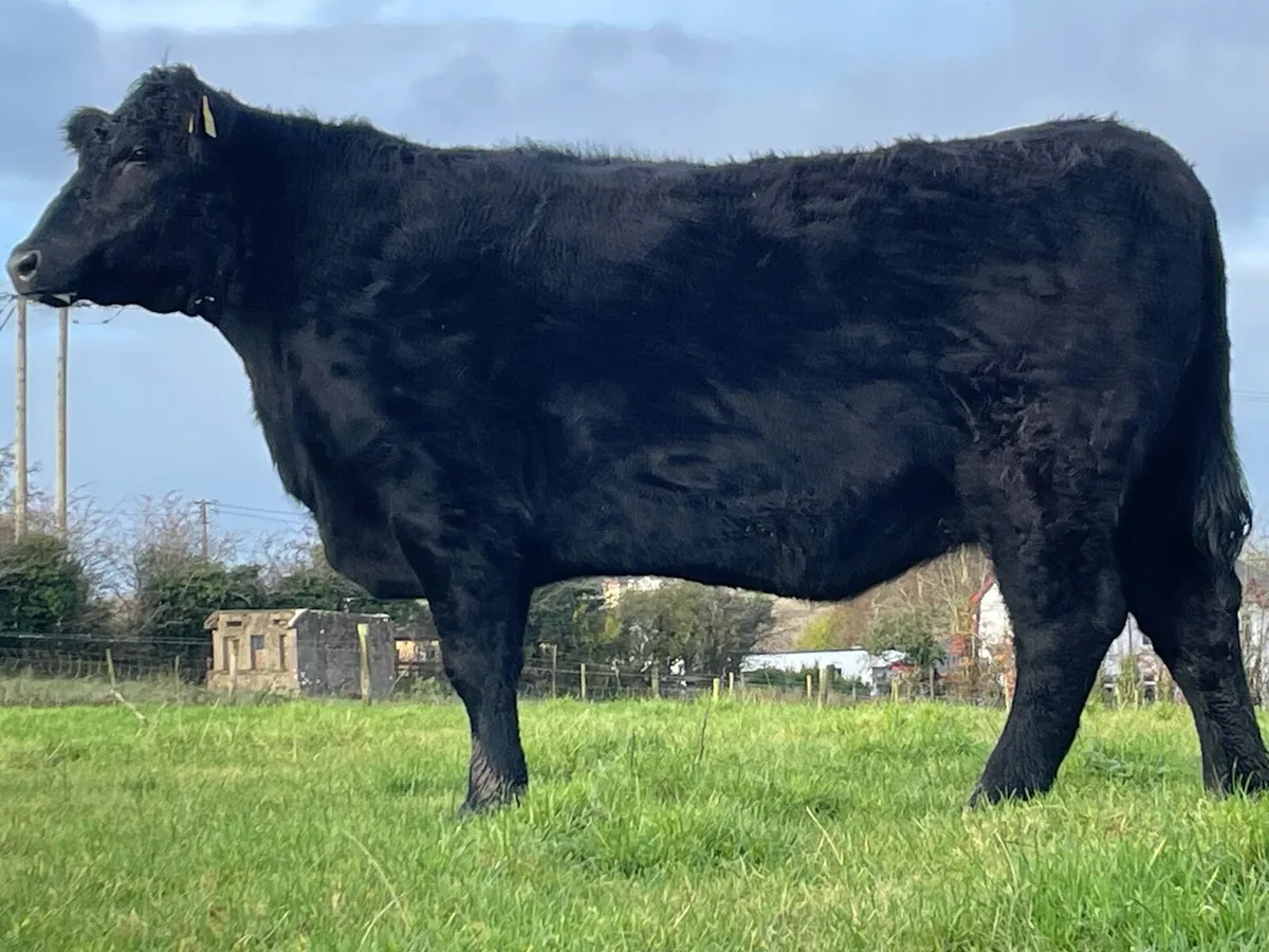 Lot 49 Angus Elite Sale in Carrick - Image 1