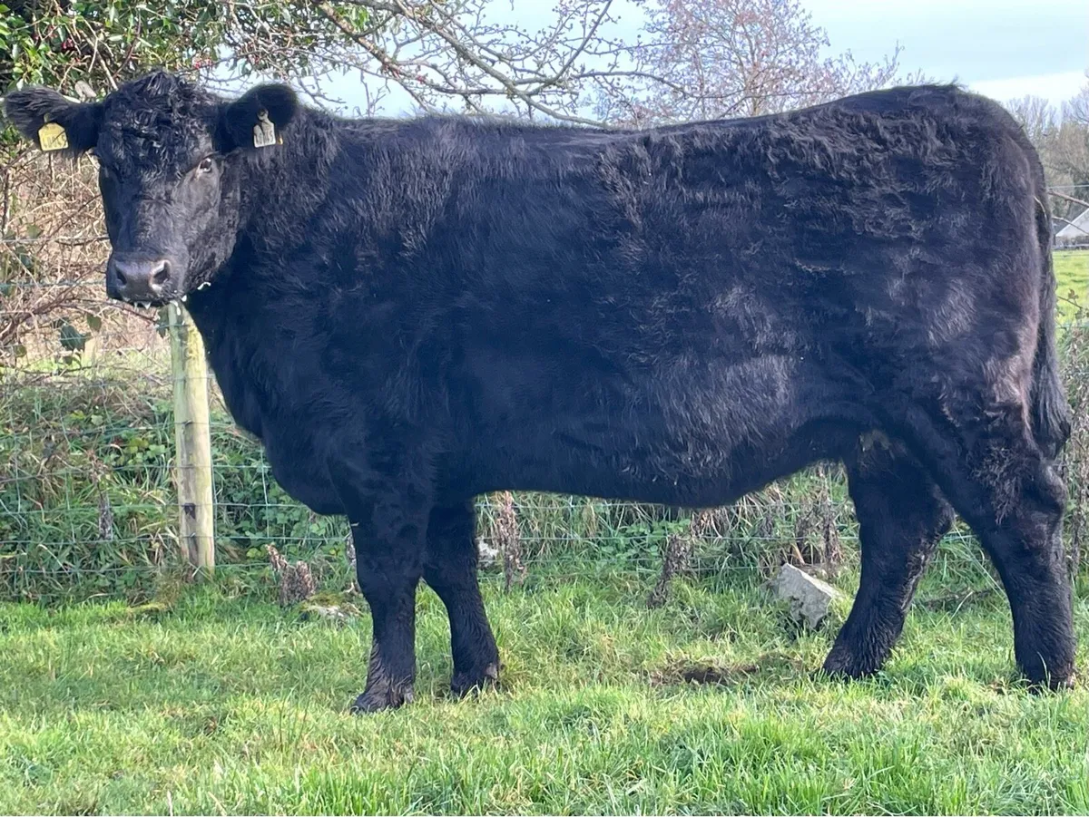 Lot 49 Angus Elite Sale in Carrick - Image 2