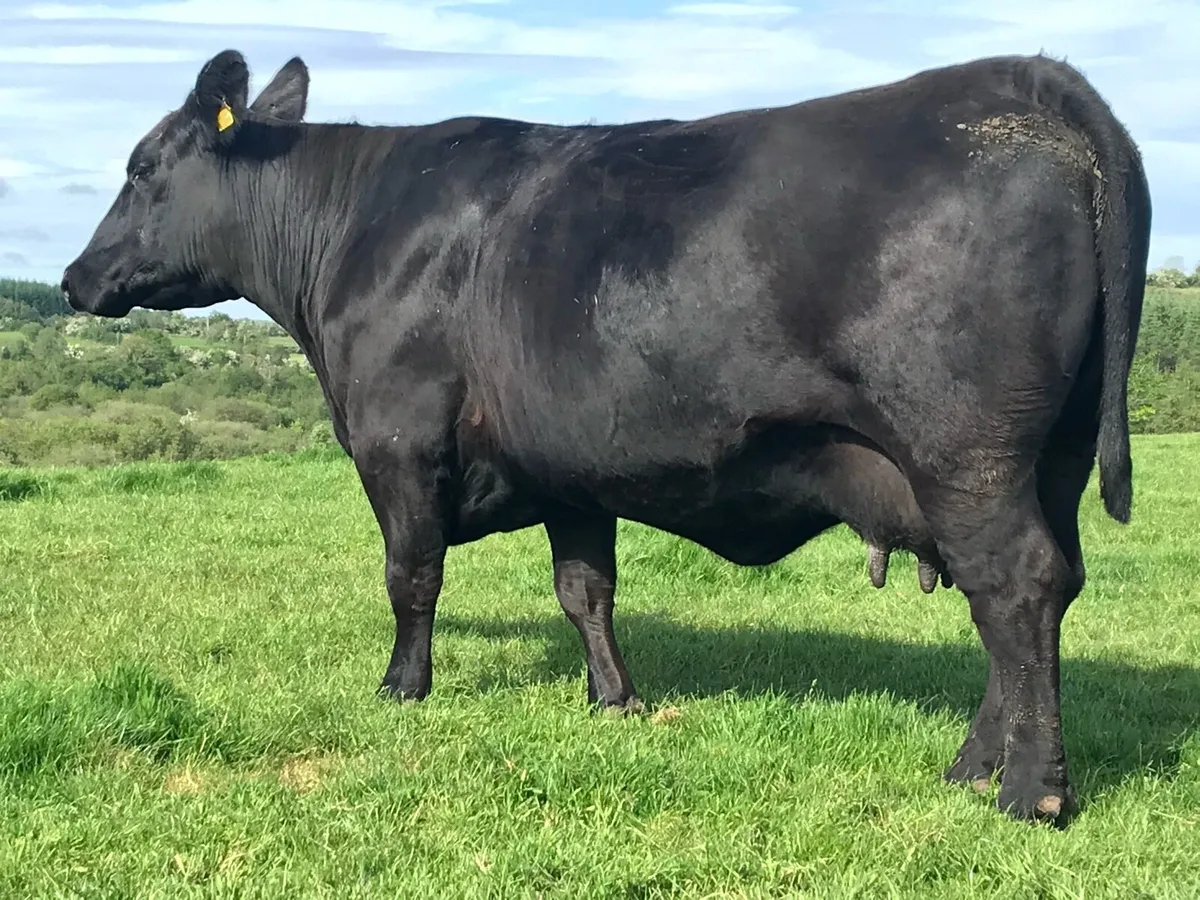 Lot 49 Angus Elite Sale in Carrick - Image 3