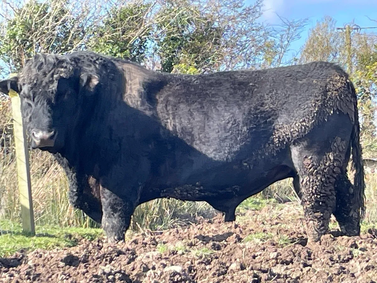 Lot 49 Angus Elite Sale in Carrick - Image 4