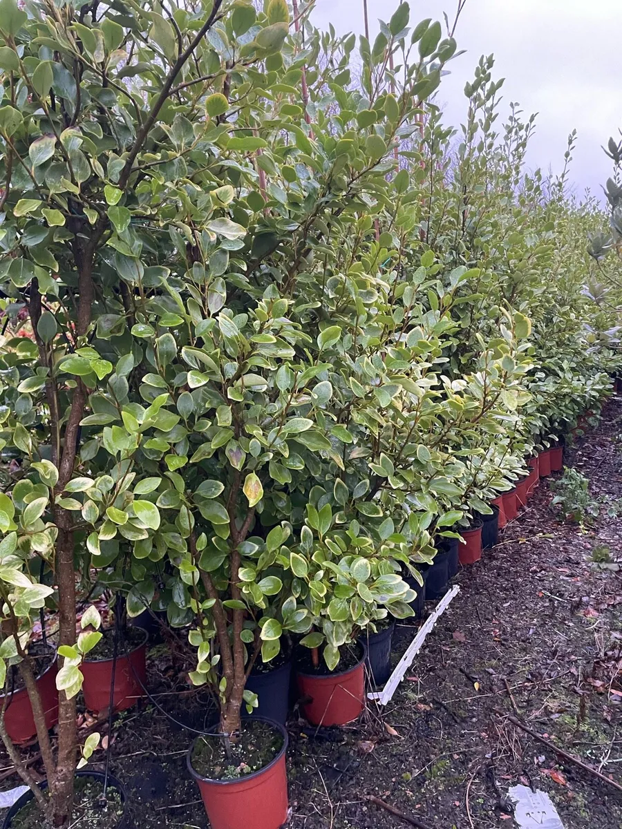 Potted griselinia