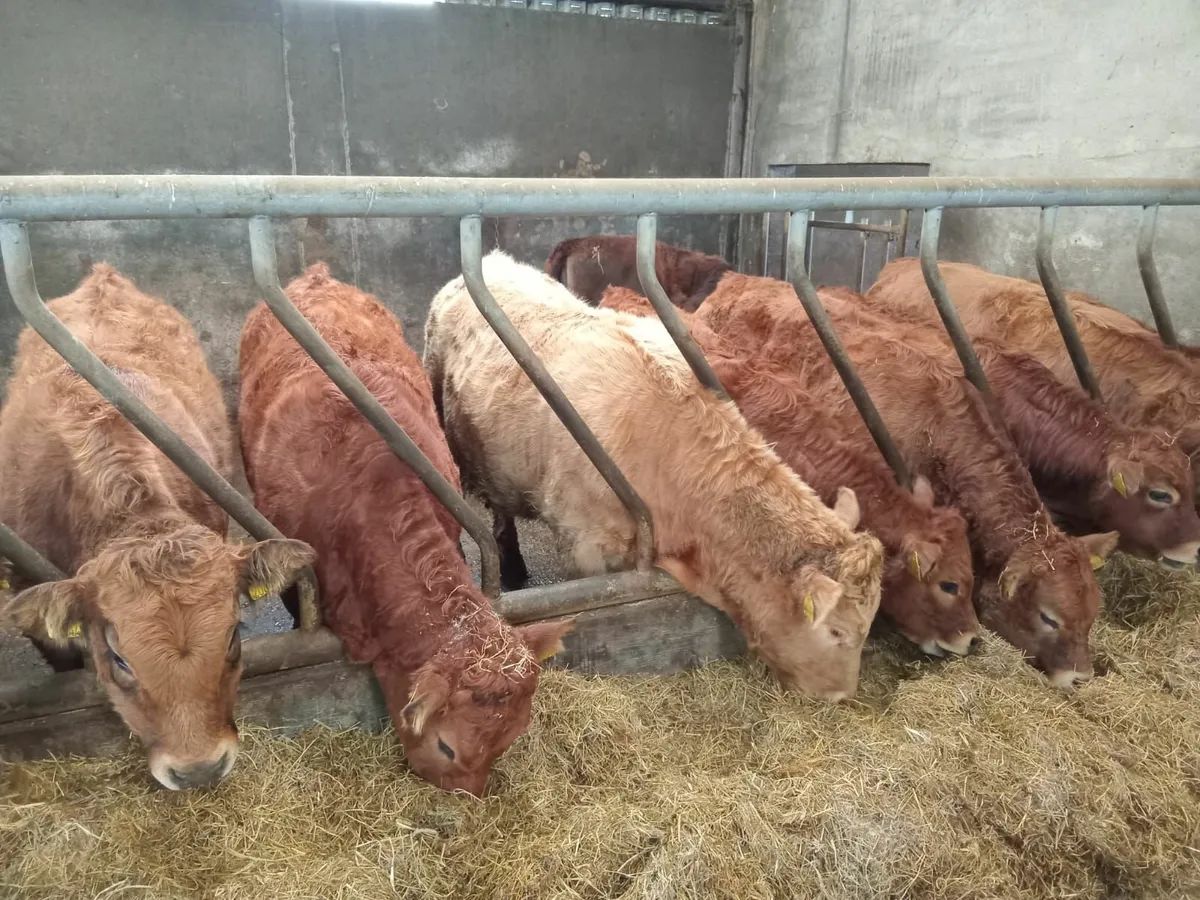 Organic Weanlings - Image 2