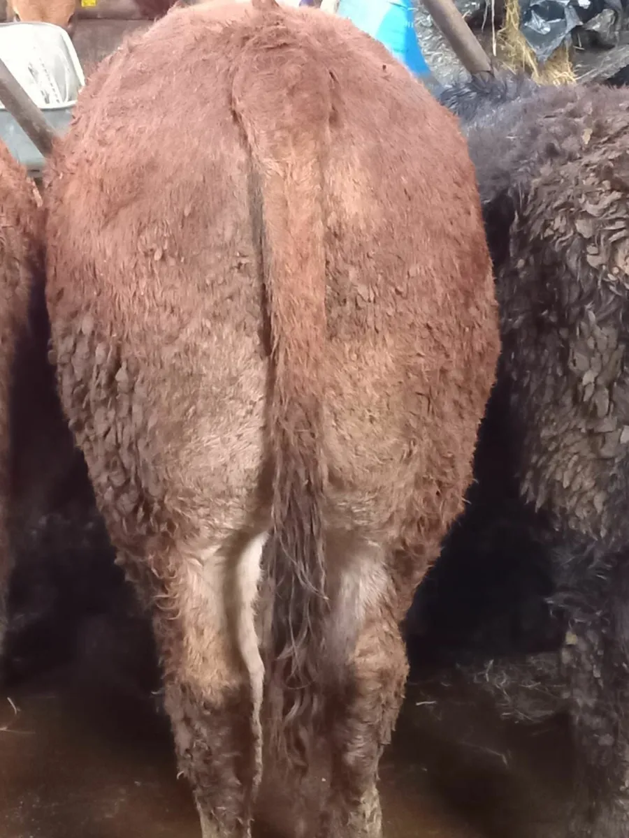 Organic Weanlings - Image 3