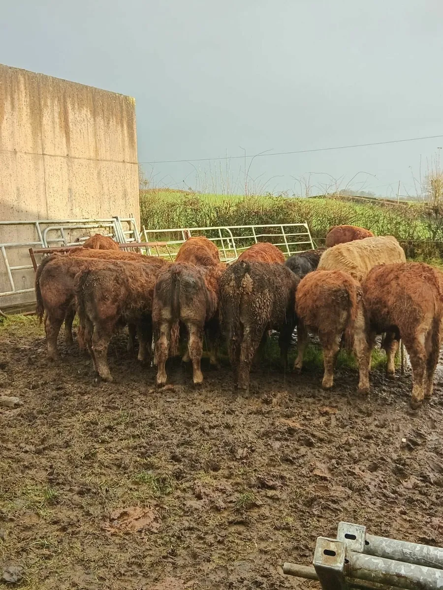 Organic Weanlings - Image 4