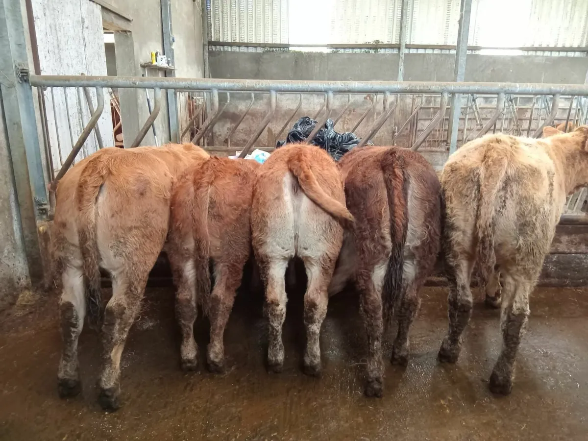 Organic Weanlings - Image 1