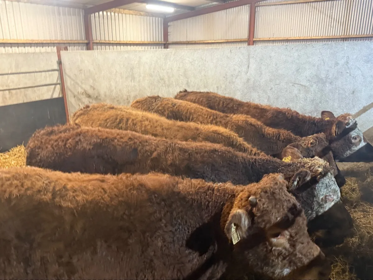 5 HOMEBRED LIMOUSINE BULLOCKS ( 300 KGS) - Image 2