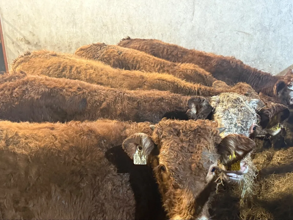 5 HOMEBRED LIMOUSINE BULLOCKS ( 300 KGS) - Image 3