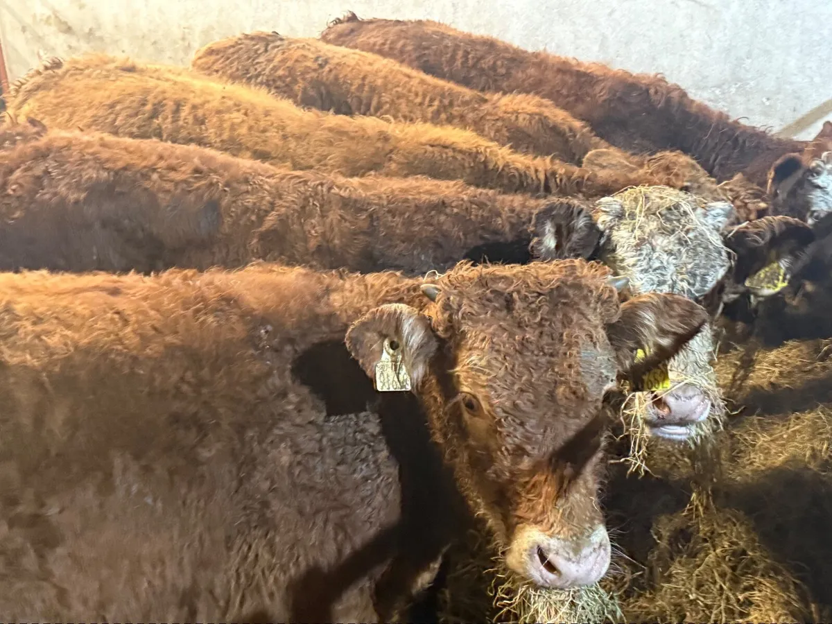 5 HOMEBRED LIMOUSINE BULLOCKS ( 300 KGS) - Image 1