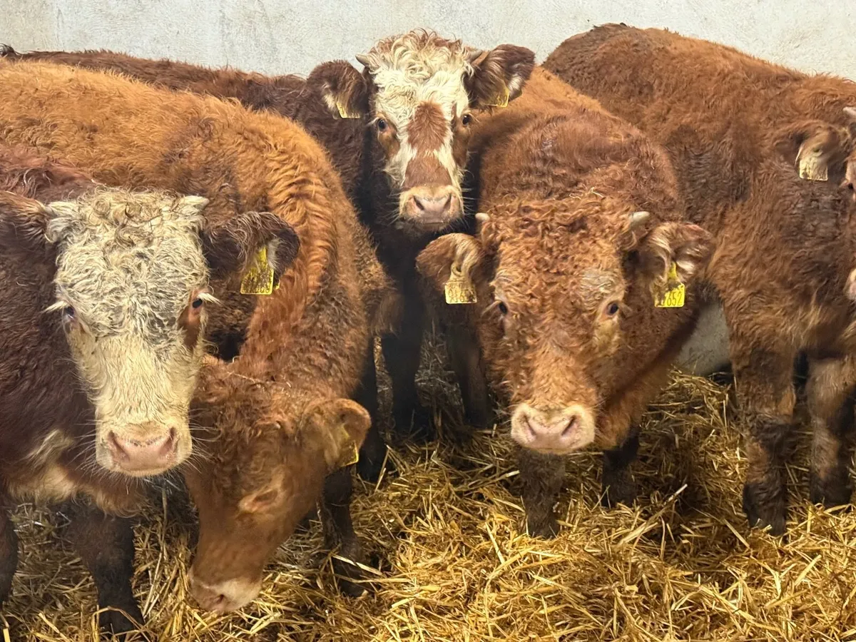 5 HOMEBRED LIMOUSINE BULLOCKS ( 300 KGS) - Image 4