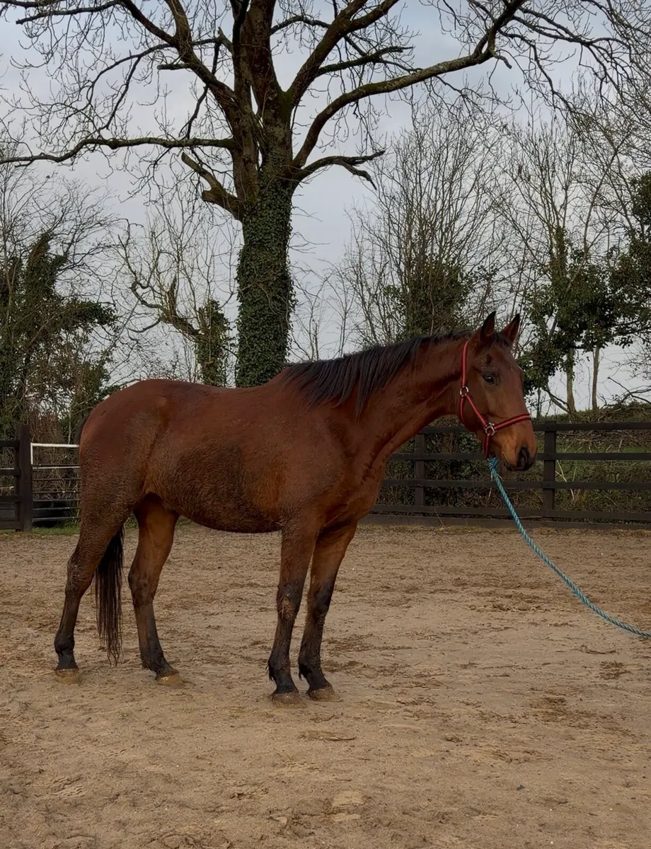 Stunning ISH Gelding - Clover Hill - Image 2