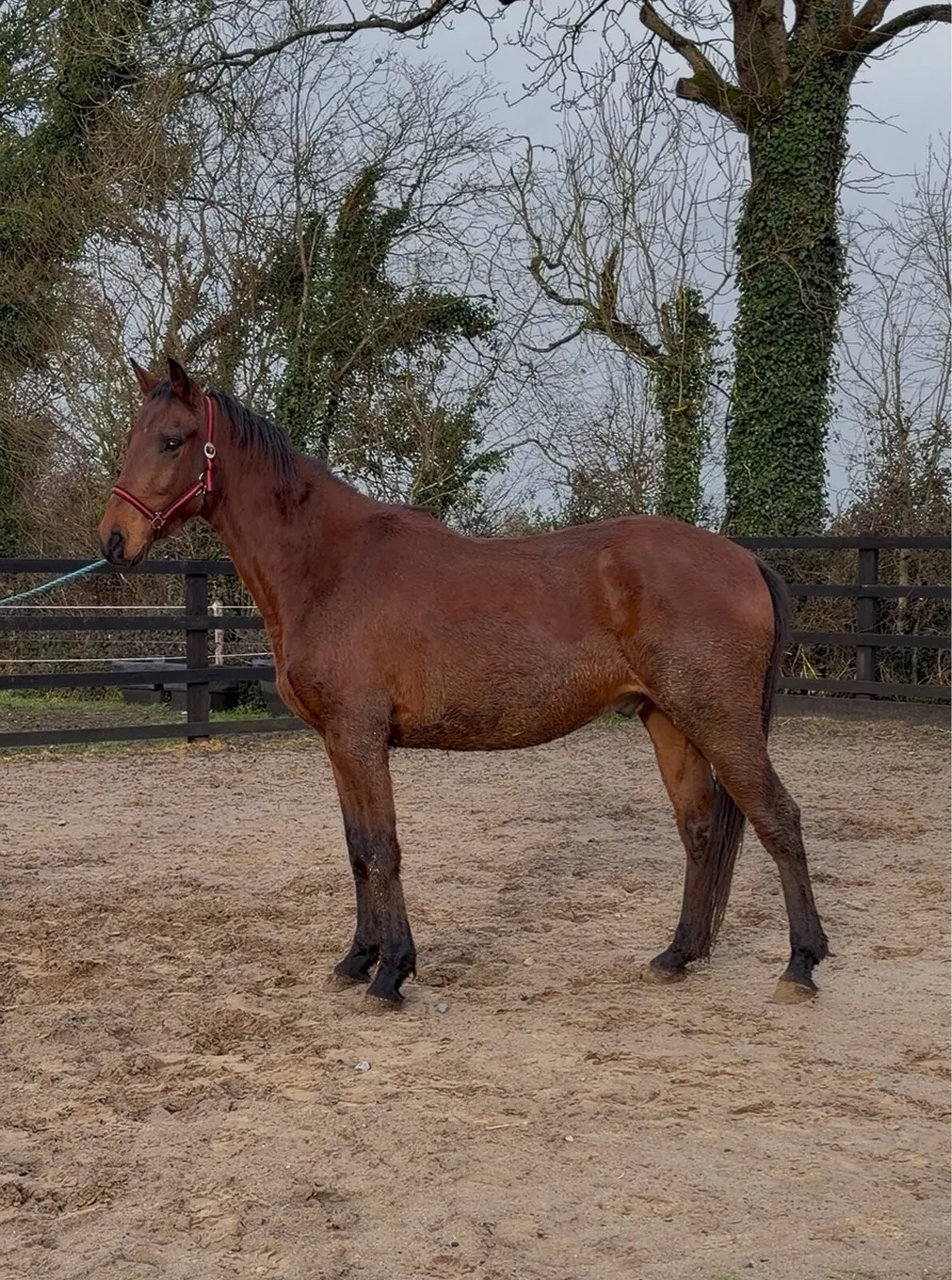 Stunning ISH Gelding - Clover Hill - Image 3