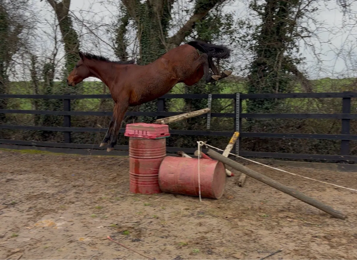 Stunning ISH Gelding - Clover Hill - Image 4