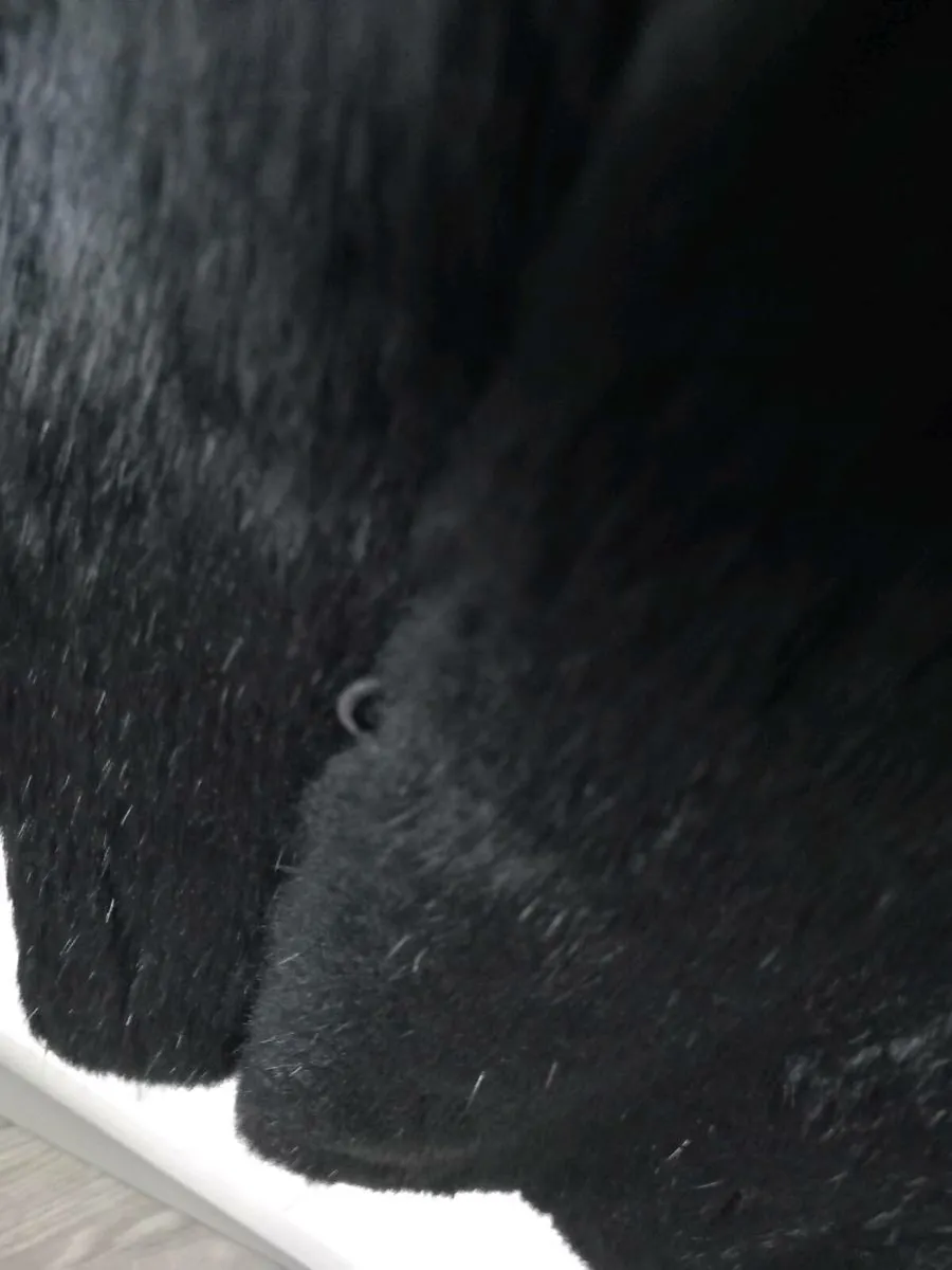 Coney jacket - Image 3