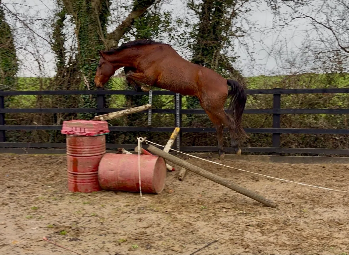 Stunning ISH Gelding - Clover Hill - Image 1