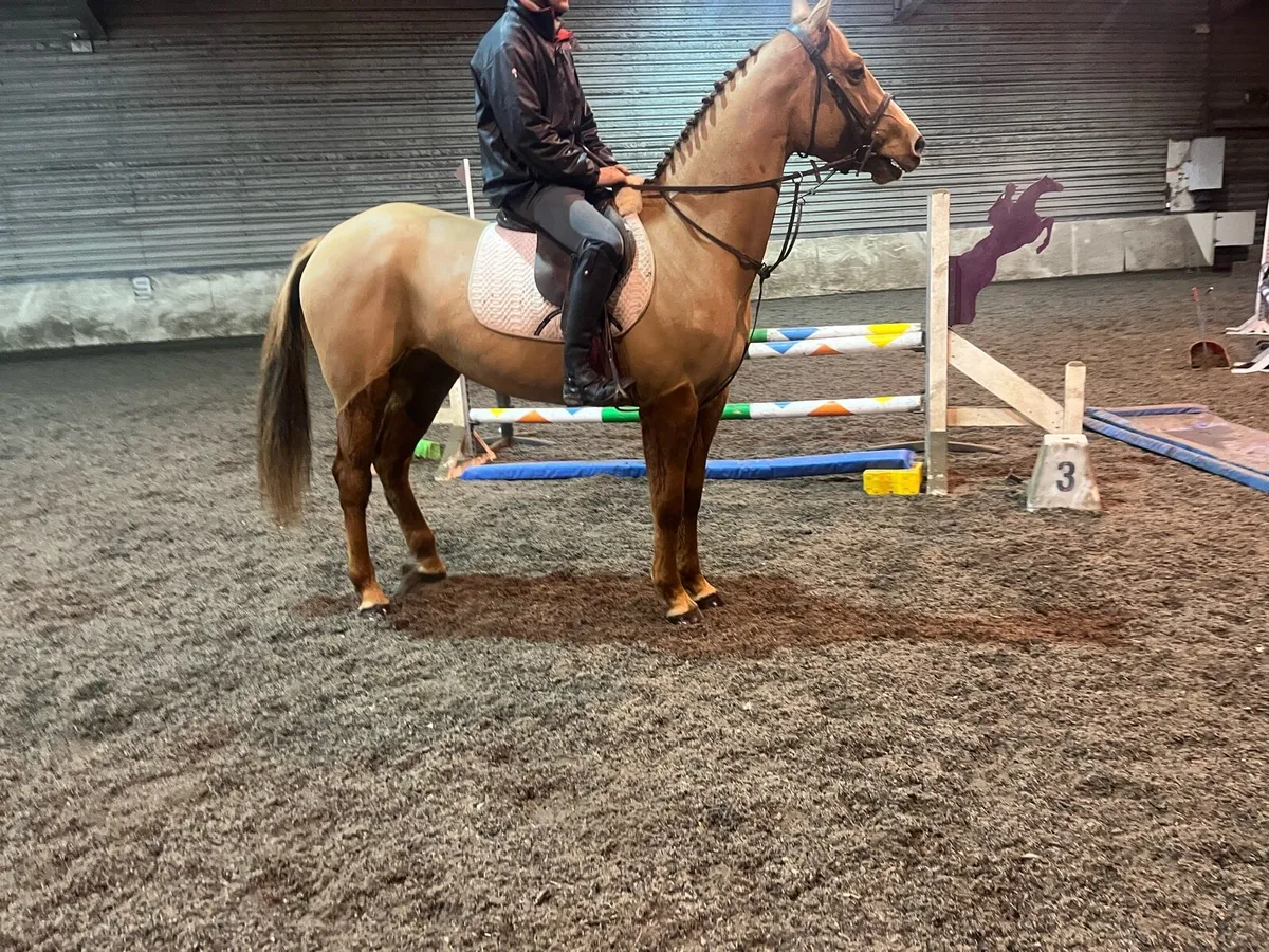 Filly 4 years ago 16.1 - Image 1