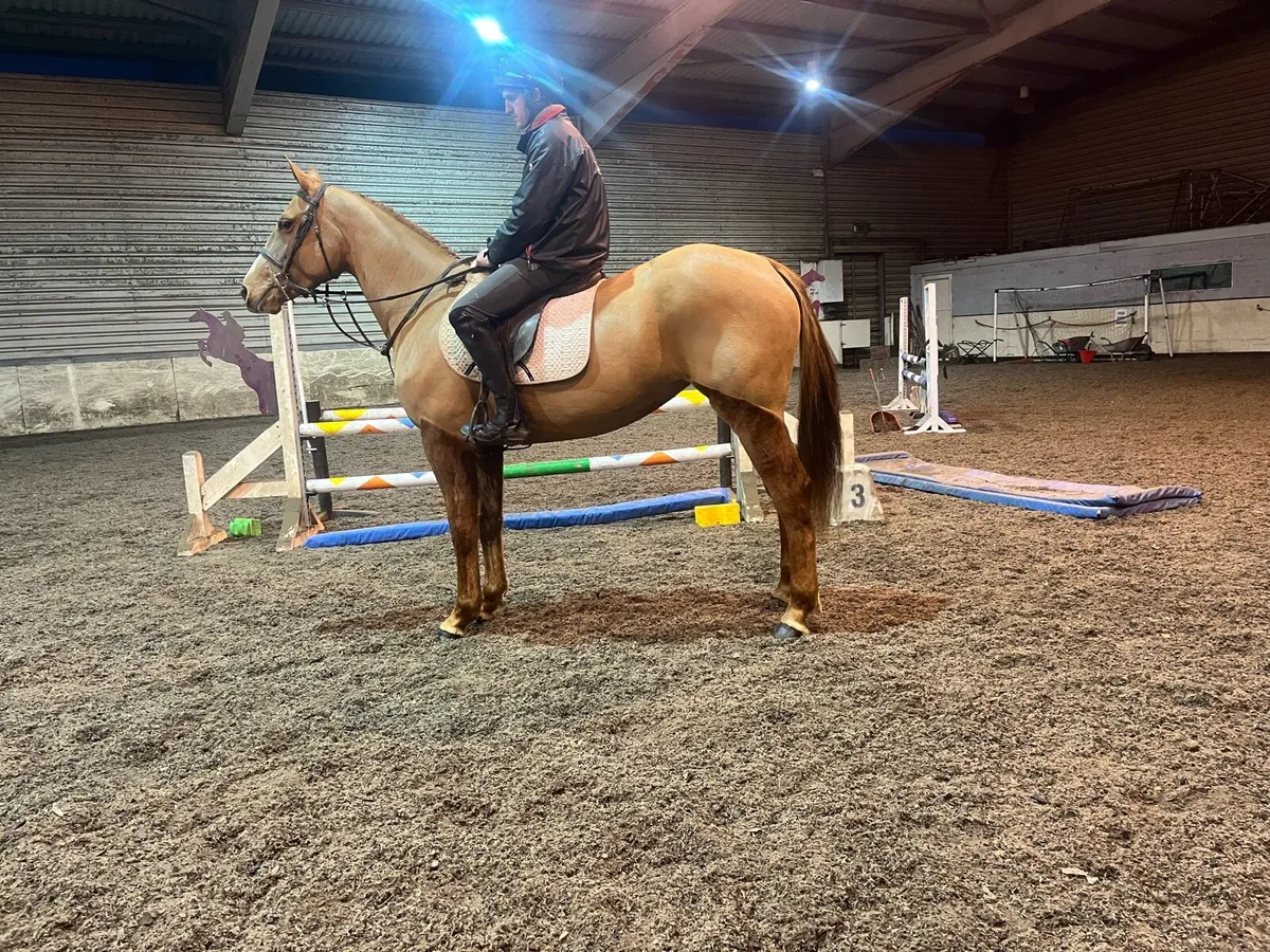 Filly 4 years ago 16.1 - Image 2