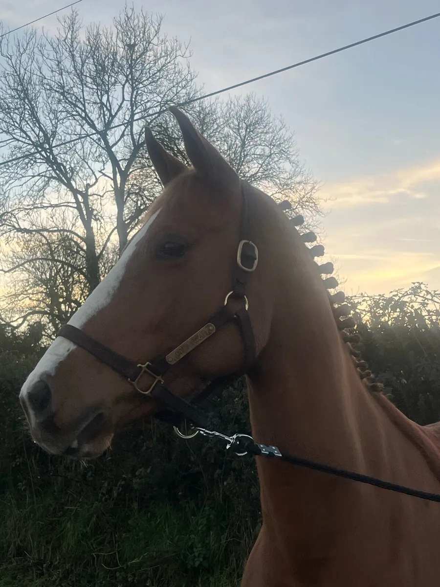 Filly 4 years ago 16.1 - Image 3