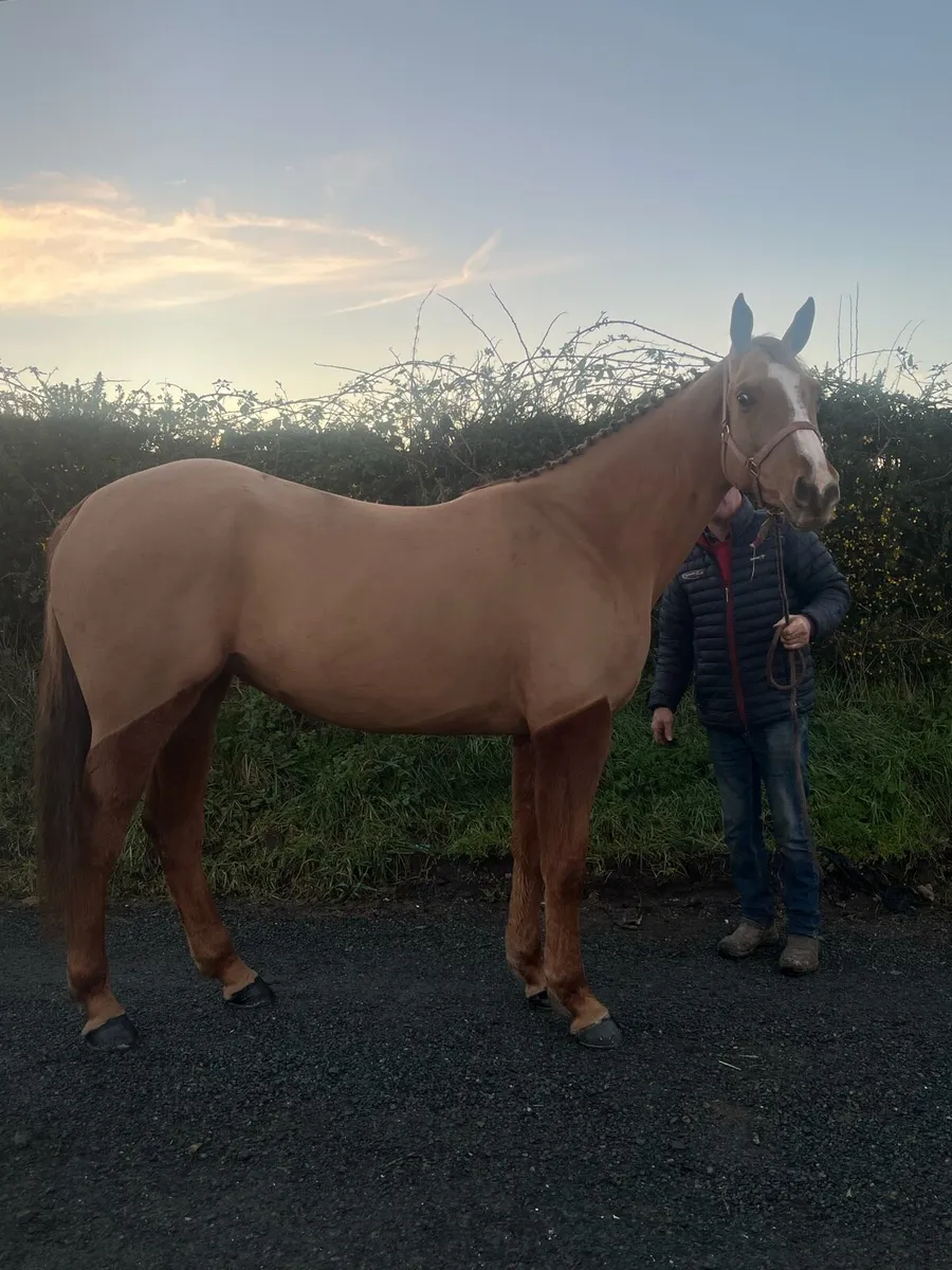 Filly 4 years ago 16.1 - Image 4