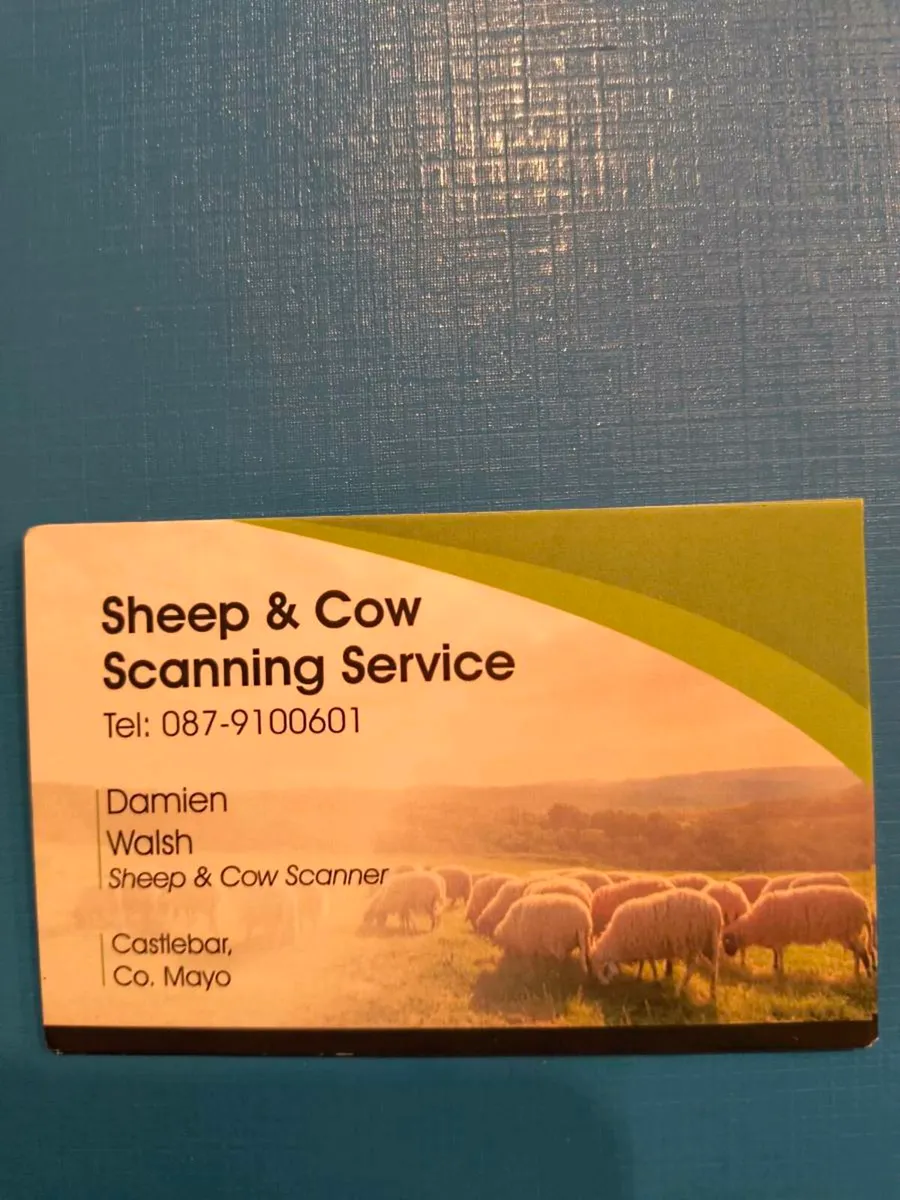 Sheep scanning
