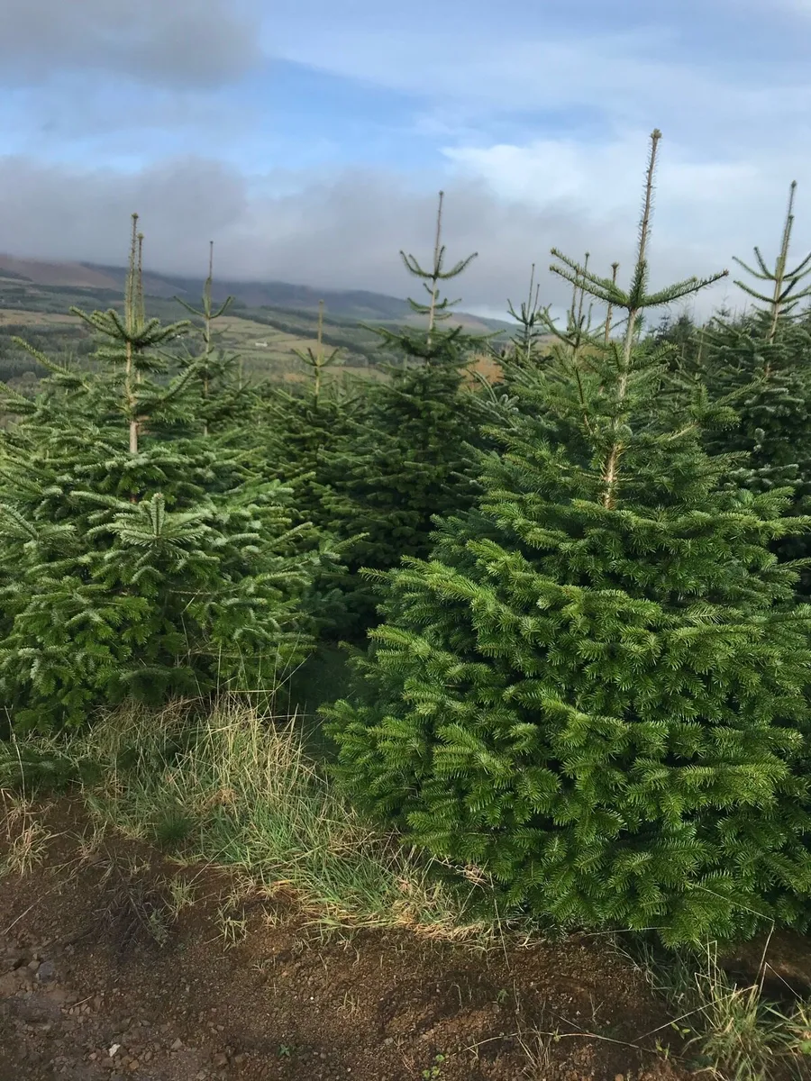 Large Christmas trees - Image 1