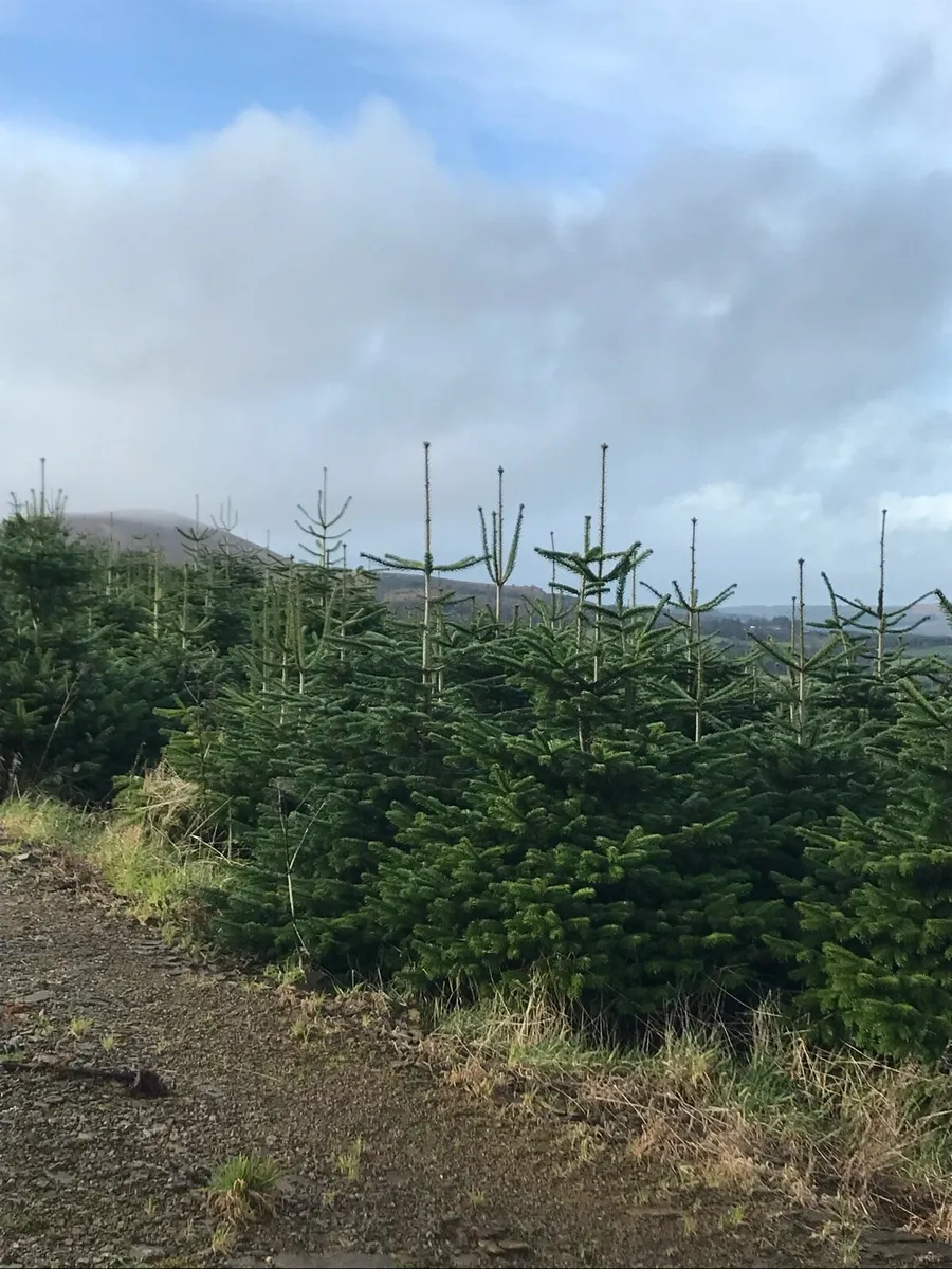 Large Christmas trees - Image 2