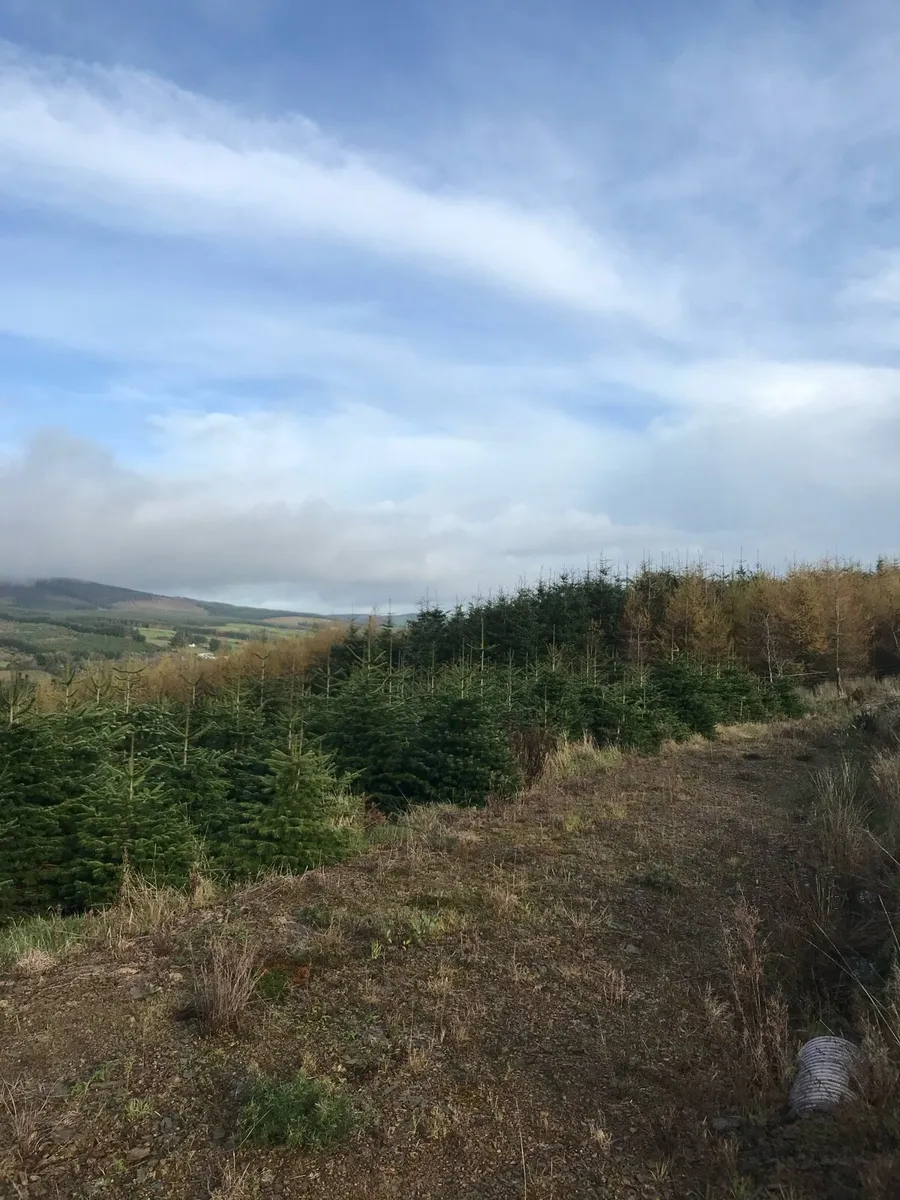 Large Christmas trees - Image 3