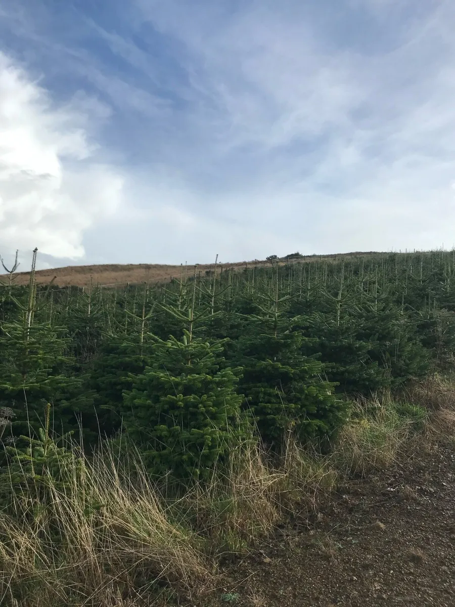 Large Christmas trees - Image 4
