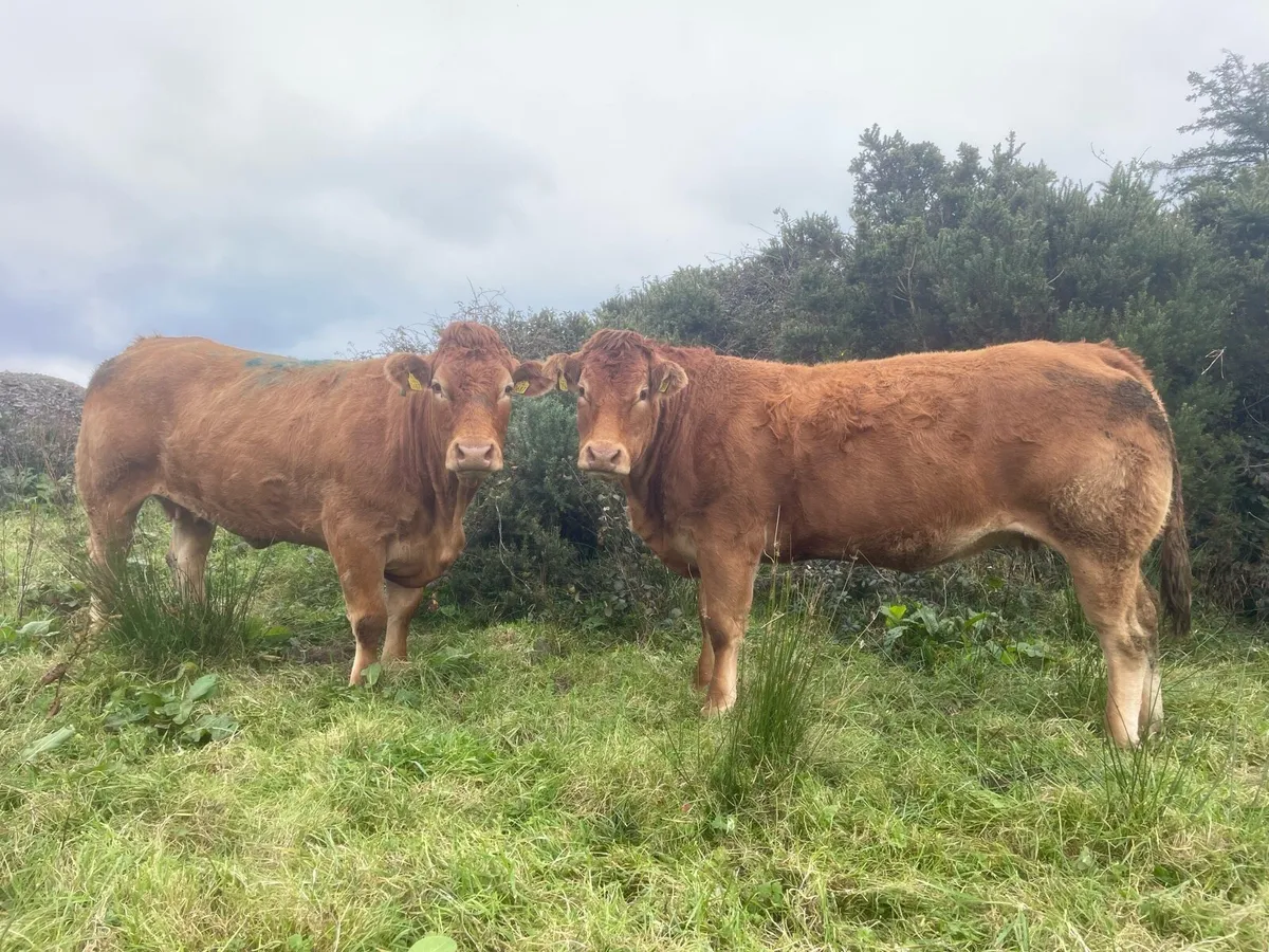 PBR Limousin Heifers - Image 1