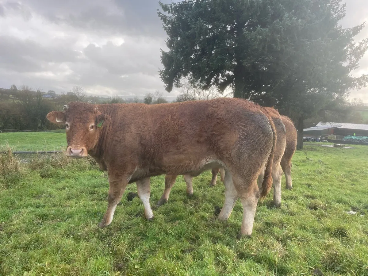 PBR Limousin Heifers - Image 2