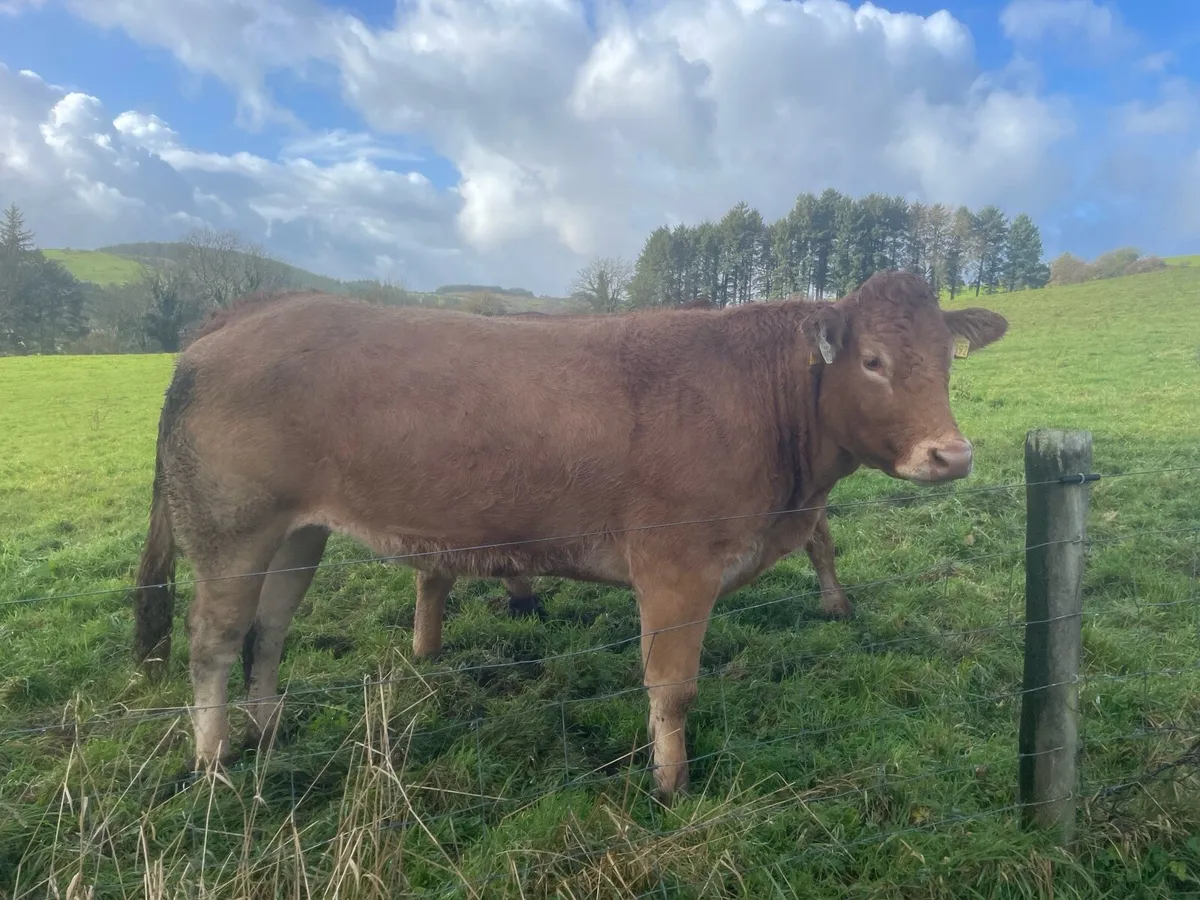 PBR Limousin Heifers - Image 3