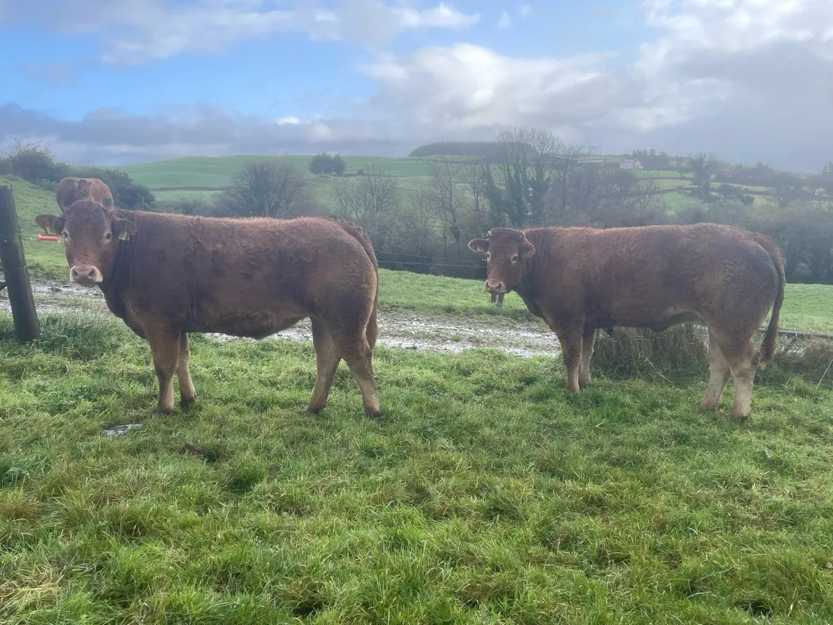 PBR Limousin Heifers - Image 4