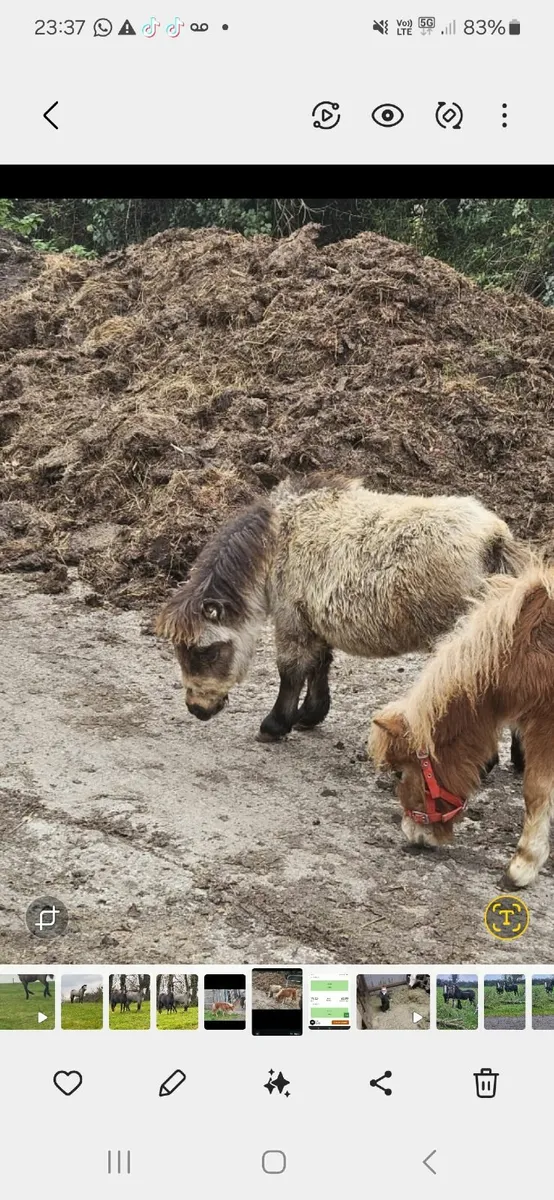 Mini pony and peacock - Image 2