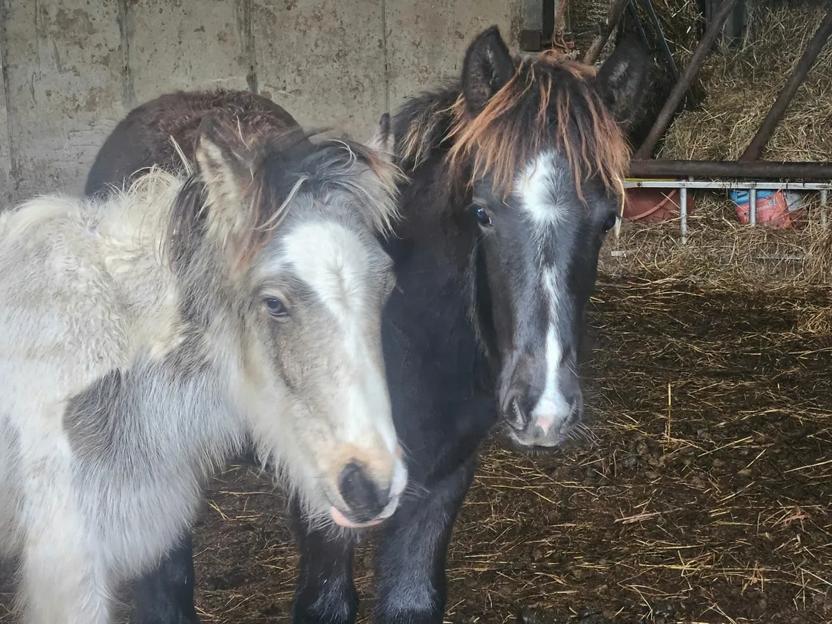 Mini pony and peacock - Image 3