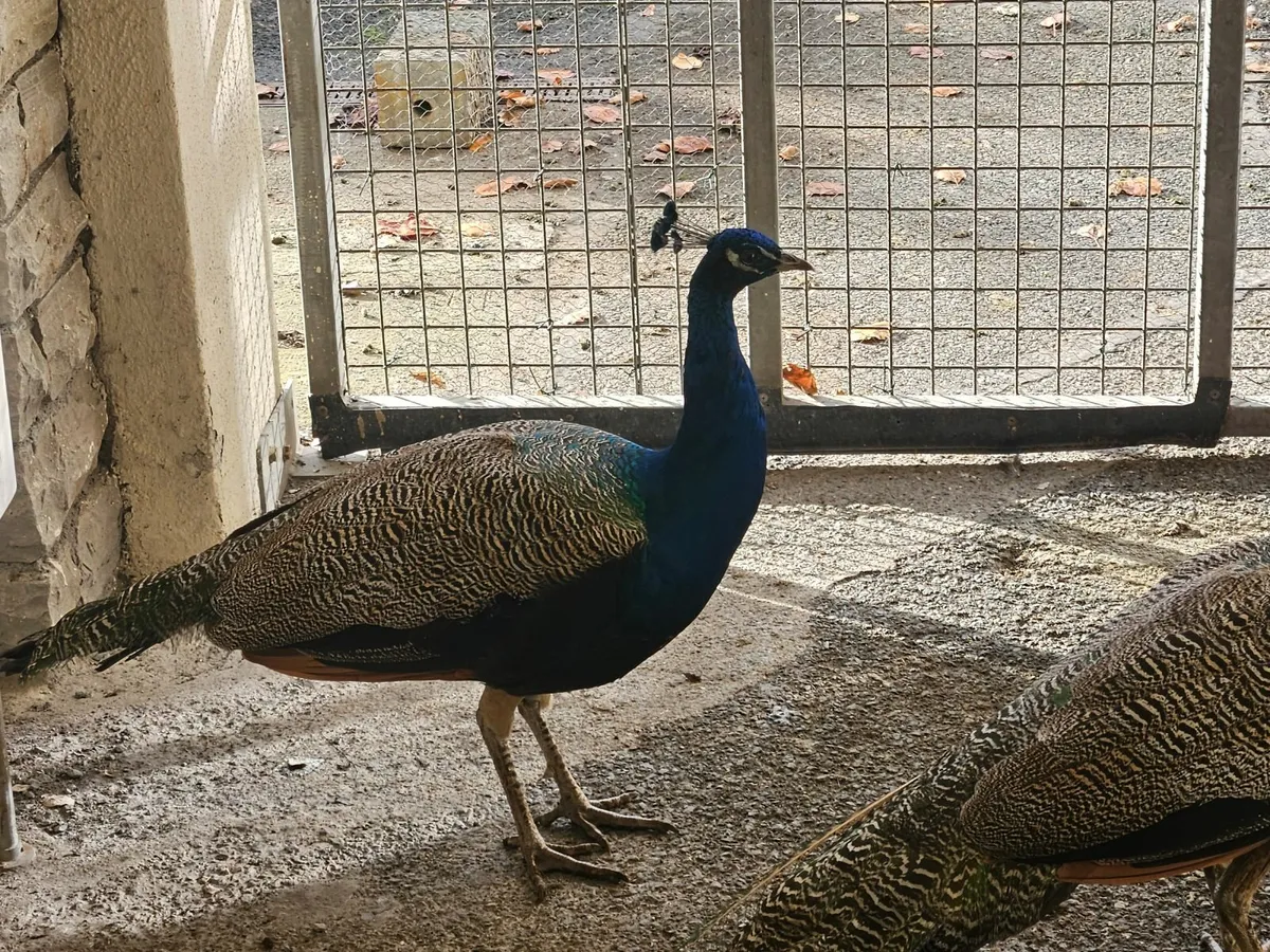 Mini pony and peacock - Image 4