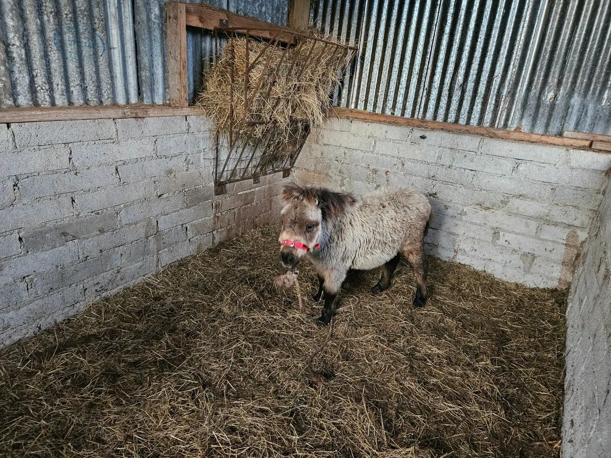 Mini pony and peacock - Image 1