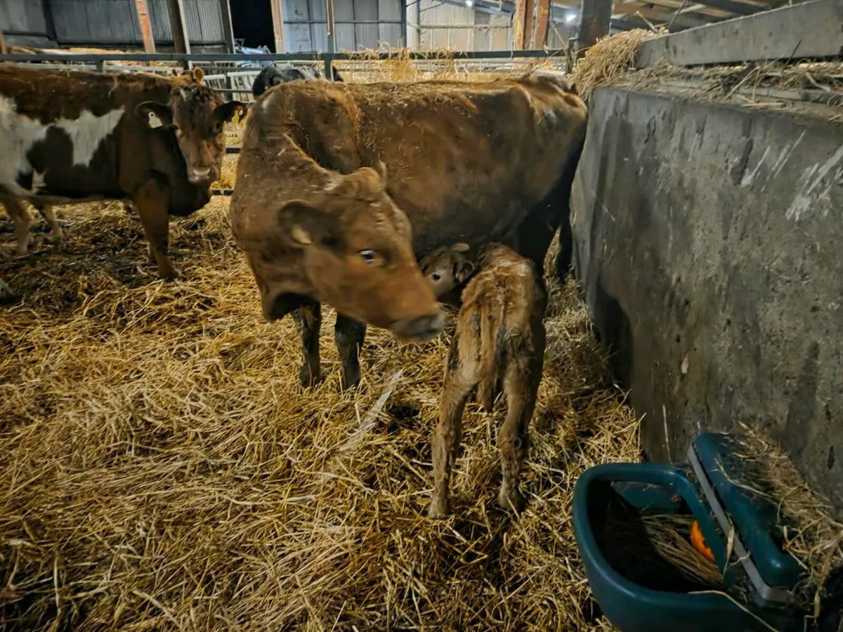 Cow and calf - Image 2