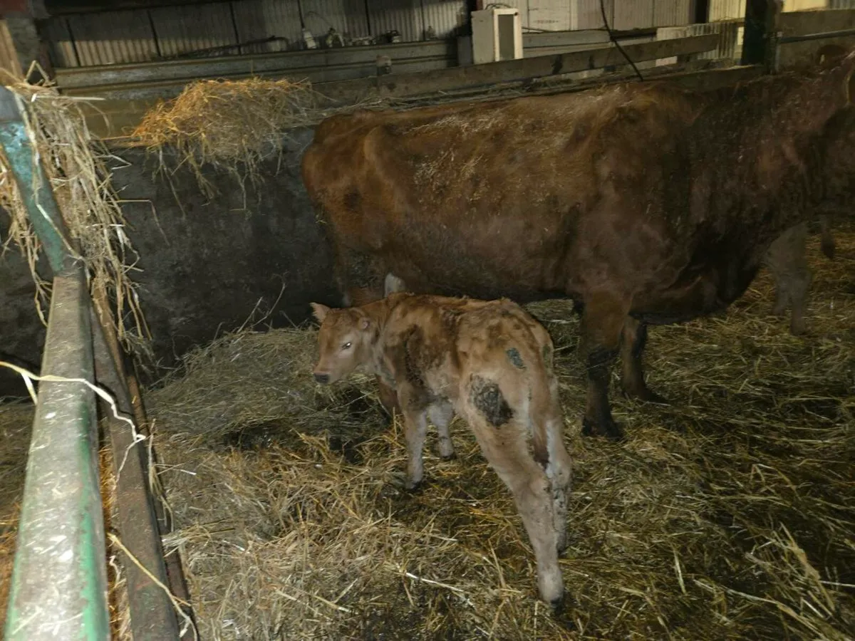 Cow and calf - Image 3