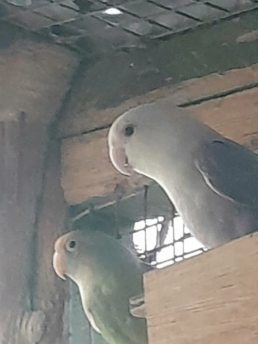 Lovebirds - Image 1