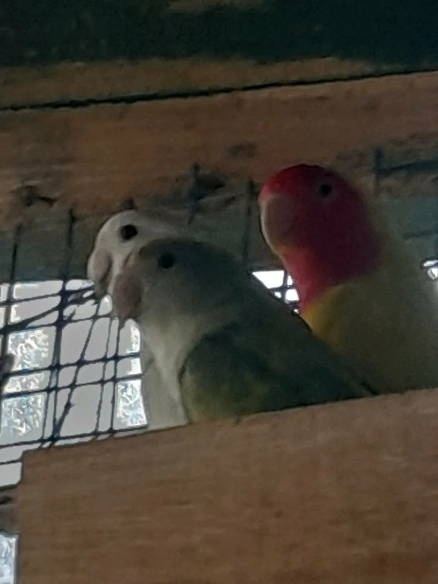 Lovebirds - Image 3