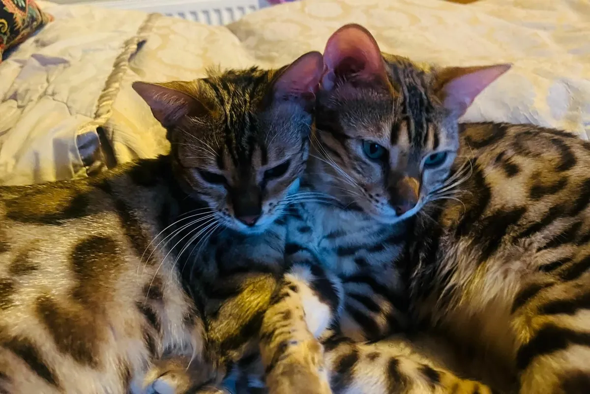 Bengal Cats - Image 2