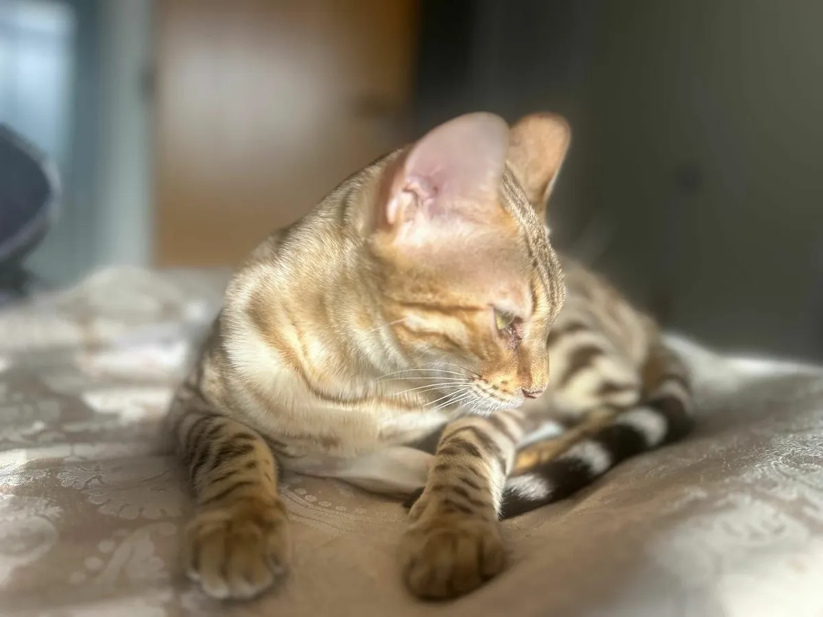 Bengal Cats - Image 3