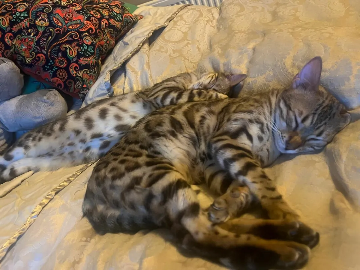 Bengal Cats - Image 4