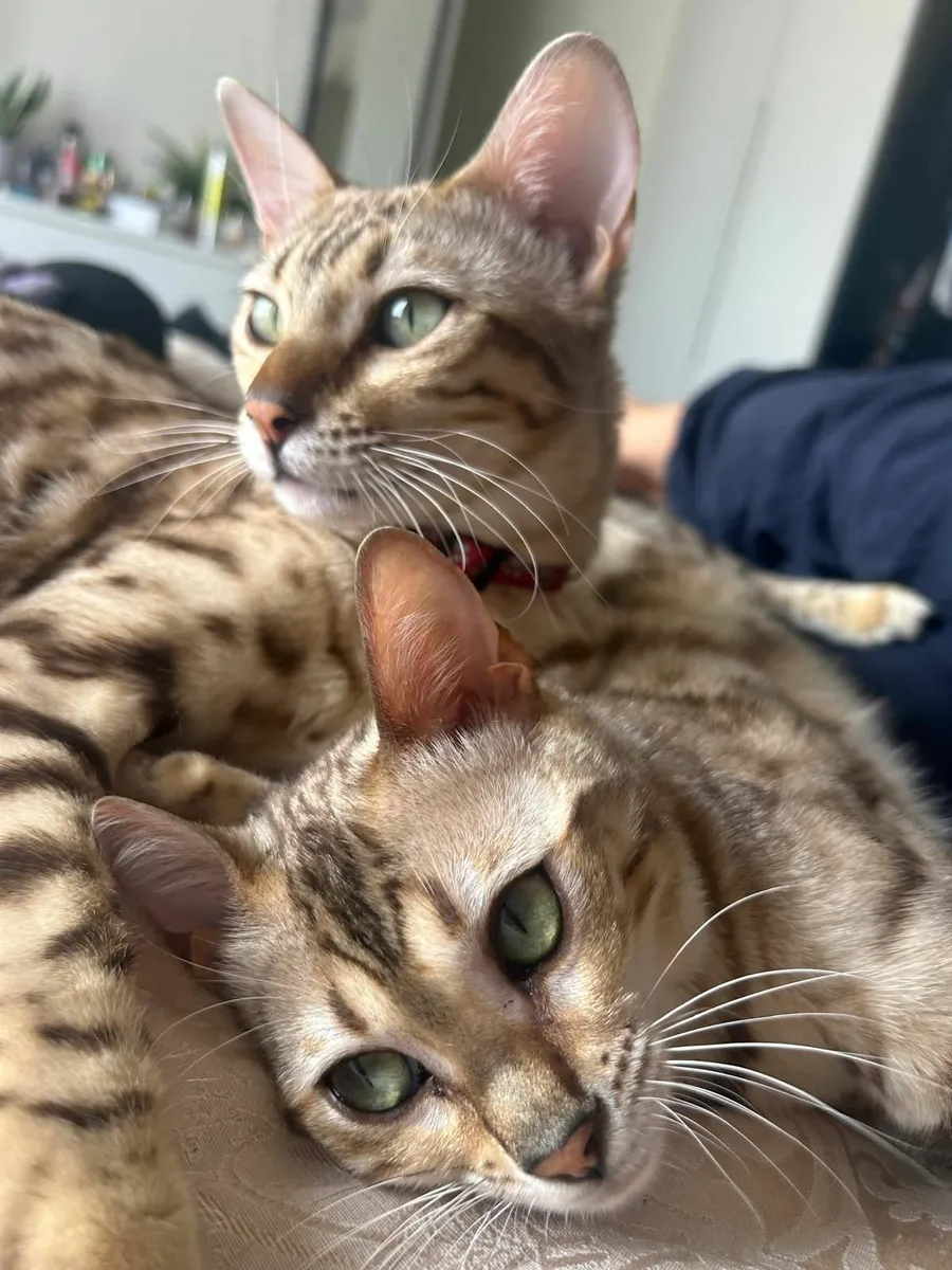 Bengal Cats - Image 1