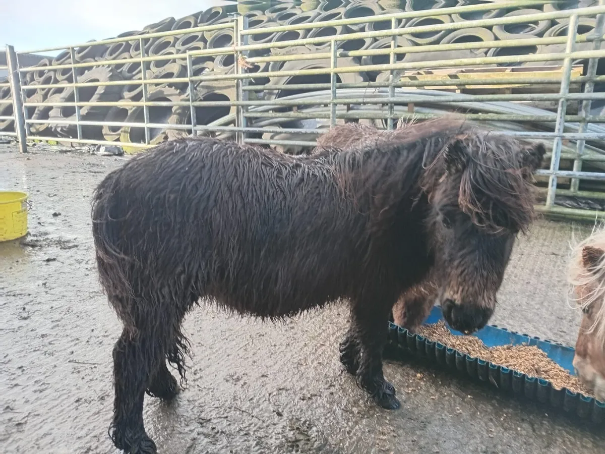 Miniature Falabella Fillies - Image 1