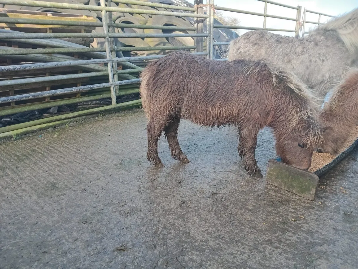 Miniature Falabella Fillies - Image 3